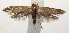  (blastoBioLep01 BioLep9616 - 16-SRNP-105194)  @13 [ ] CreativeCommons  Attribution Non-Commercial Share-Alike (2017) Daniel H. Janzen Guanacaste Dry Forest Conservation Fund