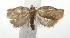  (Clepsis BioLep113 - 16-SRNP-105196)  @14 [ ] CreativeCommons  Attribution Non-Commercial Share-Alike (2017) Daniel H. Janzen Guanacaste Dry Forest Conservation Fund