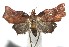  ( - 16-SRNP-105212)  @14 [ ] CreativeCommons  Attribution Non-Commercial Share-Alike (2017) Daniel H. Janzen Guanacaste Dry Forest Conservation Fund