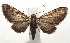  ( - 16-SRNP-105223)  @11 [ ] CreativeCommons  Attribution Non-Commercial Share-Alike (2017) Daniel H. Janzen Guanacaste Dry Forest Conservation Fund