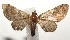  (Eupithecia BioLep225 - 16-SRNP-105225)  @14 [ ] CreativeCommons  Attribution Non-Commercial Share-Alike (2017) Daniel H. Janzen Guanacaste Dry Forest Conservation Fund