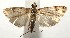  ( - 16-SRNP-105256)  @13 [ ] CreativeCommons  Attribution Non-Commercial Share-Alike (2017) Daniel H. Janzen Guanacaste Dry Forest Conservation Fund