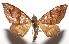  ( - 16-SRNP-105259)  @11 [ ] CreativeCommons  Attribution Non-Commercial Share-Alike (2017) Daniel H. Janzen Guanacaste Dry Forest Conservation Fund