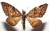  ( - 16-SRNP-105260)  @11 [ ] CreativeCommons  Attribution Non-Commercial Share-Alike (2017) Daniel H. Janzen Guanacaste Dry Forest Conservation Fund