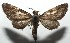  ( - 16-SRNP-105261)  @14 [ ] CreativeCommons  Attribution Non-Commercial Share-Alike (2017) Daniel H. Janzen Guanacaste Dry Forest Conservation Fund