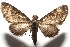  ( - 16-SRNP-105262)  @14 [ ] CreativeCommons  Attribution Non-Commercial Share-Alike (2017) Daniel H. Janzen Guanacaste Dry Forest Conservation Fund