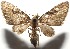  (Eupithecia BioLep381 - 16-SRNP-105263)  @14 [ ] CreativeCommons  Attribution Non-Commercial Share-Alike (2017) Daniel H. Janzen Guanacaste Dry Forest Conservation Fund