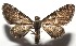  ( - 16-SRNP-105265)  @11 [ ] CreativeCommons  Attribution Non-Commercial Share-Alike (2017) Daniel H. Janzen Guanacaste Dry Forest Conservation Fund