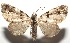  (Eupithecia BioLep1181 - 16-SRNP-105283)  @11 [ ] CreativeCommons  Attribution Non-Commercial Share-Alike (2017) Daniel H. Janzen Guanacaste Dry Forest Conservation Fund