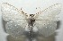  ( - 16-SRNP-105304)  @14 [ ] CreativeCommons  Attribution Non-Commercial Share-Alike (2017) Daniel H. Janzen Guanacaste Dry Forest Conservation Fund