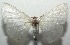  ( - 16-SRNP-105305)  @14 [ ] CreativeCommons  Attribution Non-Commercial Share-Alike (2017) Daniel H. Janzen Guanacaste Dry Forest Conservation Fund