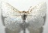  ( - 16-SRNP-105307)  @14 [ ] CreativeCommons  Attribution Non-Commercial Share-Alike (2017) Daniel H. Janzen Guanacaste Dry Forest Conservation Fund