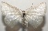  ( - 16-SRNP-105309)  @14 [ ] CreativeCommons  Attribution Non-Commercial Share-Alike (2017) Daniel H. Janzen Guanacaste Dry Forest Conservation Fund