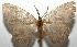  ( - 16-SRNP-105311)  @14 [ ] CreativeCommons  Attribution Non-Commercial Share-Alike (2017) Daniel H. Janzen Guanacaste Dry Forest Conservation Fund