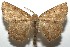  ( - 16-SRNP-105313)  @14 [ ] CreativeCommons  Attribution Non-Commercial Share-Alike (2017) Daniel H. Janzen Guanacaste Dry Forest Conservation Fund