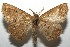  ( - 16-SRNP-105314)  @14 [ ] CreativeCommons  Attribution Non-Commercial Share-Alike (2017) Daniel H. Janzen Guanacaste Dry Forest Conservation Fund