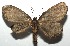 (Nephodia orcipennataDHJ02 - 16-SRNP-105328)  @14 [ ] CreativeCommons  Attribution Non-Commercial Share-Alike (2017) Daniel H. Janzen Guanacaste Dry Forest Conservation Fund