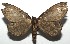  ( - 16-SRNP-105329)  @13 [ ] CreativeCommons  Attribution Non-Commercial Share-Alike (2017) Daniel H. Janzen Guanacaste Dry Forest Conservation Fund