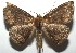  ( - 16-SRNP-105334)  @14 [ ] CreativeCommons  Attribution Non-Commercial Share-Alike (2017) Daniel H. Janzen Guanacaste Dry Forest Conservation Fund