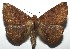  ( - 16-SRNP-105339)  @14 [ ] CreativeCommons  Attribution Non-Commercial Share-Alike (2017) Daniel H. Janzen Guanacaste Dry Forest Conservation Fund