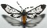  ( - 16-SRNP-105352)  @14 [ ] CreativeCommons  Attribution Non-Commercial Share-Alike (2017) Daniel H. Janzen Guanacaste Dry Forest Conservation Fund