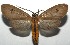  ( - 16-SRNP-105365)  @15 [ ] CreativeCommons  Attribution Non-Commercial Share-Alike (2017) Daniel H. Janzen Guanacaste Dry Forest Conservation Fund
