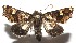  ( - 16-SRNP-105369)  @14 [ ] CreativeCommons  Attribution Non-Commercial Share-Alike (2017) Daniel H. Janzen Guanacaste Dry Forest Conservation Fund