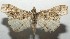  ( - 16-SRNP-105374)  @13 [ ] CreativeCommons  Attribution Non-Commercial Share-Alike (2017) Daniel H. Janzen Guanacaste Dry Forest Conservation Fund