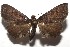  ( - 16-SRNP-105381)  @14 [ ] CreativeCommons  Attribution Non-Commercial Share-Alike (2017) Daniel H. Janzen Guanacaste Dry Forest Conservation Fund
