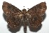  ( - 16-SRNP-105390)  @13 [ ] CreativeCommons  Attribution Non-Commercial Share-Alike (2017) Daniel H. Janzen Guanacaste Dry Forest Conservation Fund