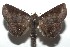  ( - 16-SRNP-105398)  @15 [ ] CreativeCommons  Attribution Non-Commercial Share-Alike (2017) Daniel H. Janzen Guanacaste Dry Forest Conservation Fund