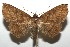  (Sanys Poole03 - 16-SRNP-105404)  @15 [ ] CreativeCommons  Attribution Non-Commercial Share-Alike (2017) Daniel H. Janzen Guanacaste Dry Forest Conservation Fund