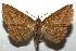  ( - 16-SRNP-105405)  @14 [ ] CreativeCommons  Attribution Non-Commercial Share-Alike (2017) Daniel H. Janzen Guanacaste Dry Forest Conservation Fund