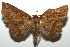  ( - 16-SRNP-105406)  @13 [ ] CreativeCommons  Attribution Non-Commercial Share-Alike (2017) Daniel H. Janzen Guanacaste Dry Forest Conservation Fund