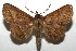  ( - 16-SRNP-105407)  @14 [ ] CreativeCommons  Attribution Non-Commercial Share-Alike (2017) Daniel H. Janzen Guanacaste Dry Forest Conservation Fund