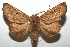  ( - 16-SRNP-105417)  @14 [ ] CreativeCommons  Attribution Non-Commercial Share-Alike (2017) Daniel H. Janzen Guanacaste Dry Forest Conservation Fund