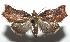  ( - 16-SRNP-105440)  @13 [ ] CreativeCommons  Attribution Non-Commercial Share-Alike (2017) Daniel H. Janzen Guanacaste Dry Forest Conservation Fund