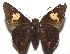  ( - 16-SRNP-105479)  @13 [ ] CreativeCommons  Attribution Non-Commercial Share-Alike (2017) Daniel H. Janzen Guanacaste Dry Forest Conservation Fund