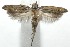  ( - 16-SRNP-105515)  @13 [ ] CreativeCommons  Attribution Non-Commercial Share-Alike (2017) Daniel H. Janzen Guanacaste Dry Forest Conservation Fund