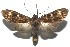  (Eucereon darantasia - 16-SRNP-105533)  @14 [ ] CreativeCommons  Attribution Non-Commercial Share-Alike (2017) Daniel H. Janzen Guanacaste Dry Forest Conservation Fund