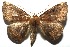  ( - 16-SRNP-105544)  @14 [ ] CreativeCommons  Attribution Non-Commercial Share-Alike (2017) Daniel H. Janzen Guanacaste Dry Forest Conservation Fund