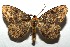  ( - 16-SRNP-105546)  @14 [ ] CreativeCommons  Attribution Non-Commercial Share-Alike (2017) Daniel H. Janzen Guanacaste Dry Forest Conservation Fund