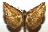  ( - 16-SRNP-105547)  @14 [ ] CreativeCommons  Attribution Non-Commercial Share-Alike (2017) Daniel H. Janzen Guanacaste Dry Forest Conservation Fund