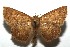  ( - 16-SRNP-105553)  @14 [ ] CreativeCommons  Attribution Non-Commercial Share-Alike (2017) Daniel H. Janzen Guanacaste Dry Forest Conservation Fund