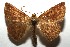  ( - 16-SRNP-105561)  @13 [ ] CreativeCommons  Attribution Non-Commercial Share-Alike (2017) Daniel H. Janzen Guanacaste Dry Forest Conservation Fund