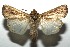  ( - 16-SRNP-105621)  @14 [ ] CreativeCommons  Attribution Non-Commercial Share-Alike (2017) Daniel H. Janzen Guanacaste Dry Forest Conservation Fund