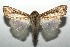  ( - 16-SRNP-105623)  @11 [ ] CreativeCommons  Attribution Non-Commercial Share-Alike (2017) Daniel H. Janzen Guanacaste Dry Forest Conservation Fund