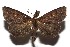  ( - 16-SRNP-105628)  @14 [ ] CreativeCommons  Attribution Non-Commercial Share-Alike (2017) Daniel H. Janzen Guanacaste Dry Forest Conservation Fund