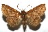  ( - 16-SRNP-105637)  @14 [ ] CreativeCommons  Attribution Non-Commercial Share-Alike (2017) Daniel H. Janzen Guanacaste Dry Forest Conservation Fund