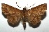  ( - 16-SRNP-105638)  @14 [ ] CreativeCommons  Attribution Non-Commercial Share-Alike (2017) Daniel H. Janzen Guanacaste Dry Forest Conservation Fund